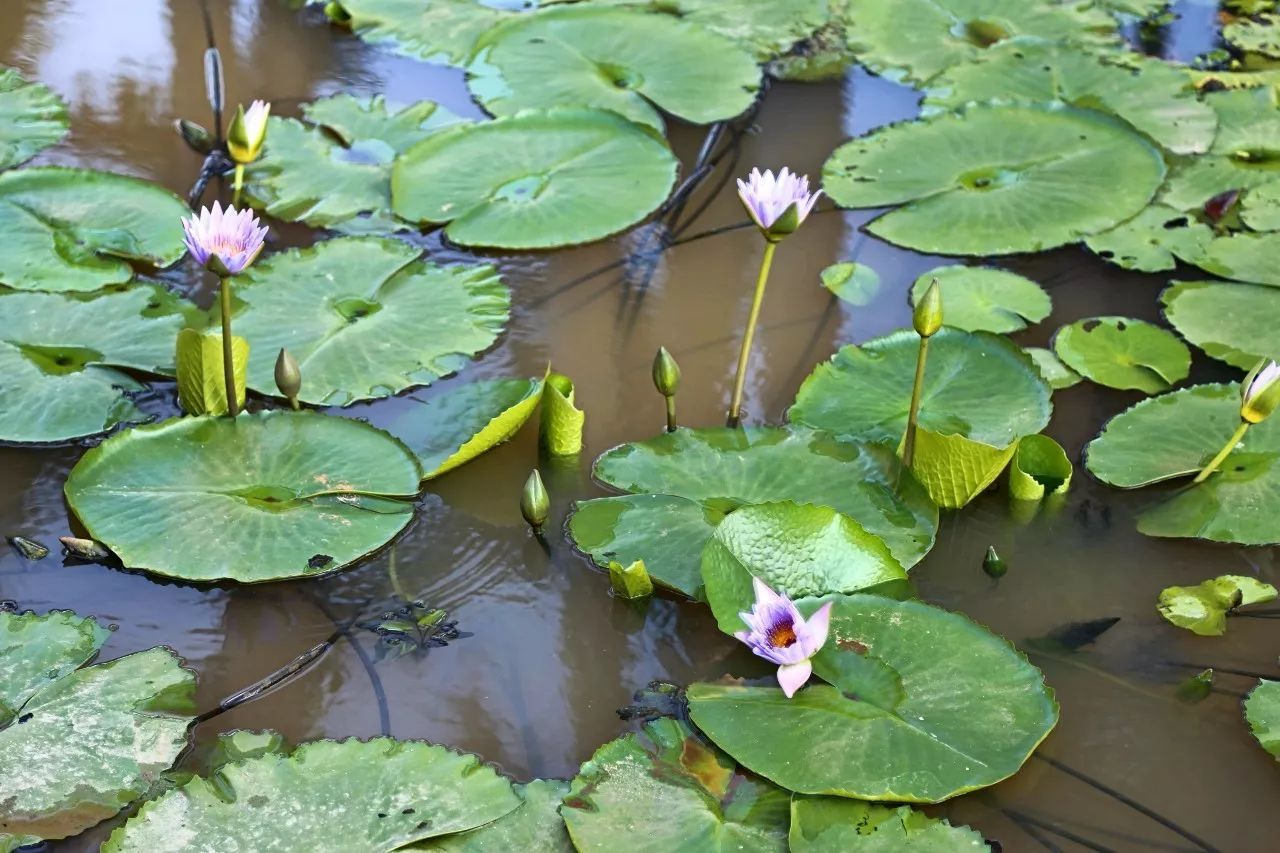 1520584348232463.jpg 1520584348232463.jpg