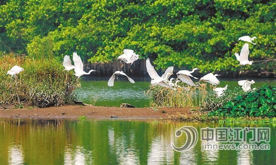 1525918941278842.jpg 观万鸟齐飞闻陈皮清香品烧鹅美味2.jpg