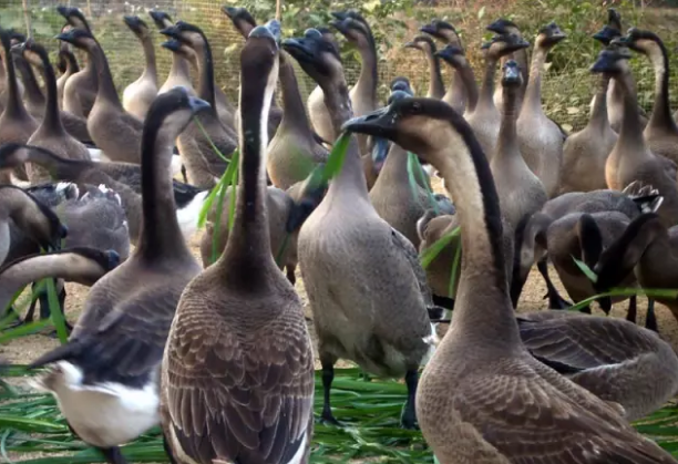 古井烧鹅做法.png 古井烧鹅做法.png