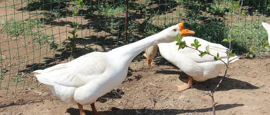 江门古井烧鹅 江门古井烧鹅