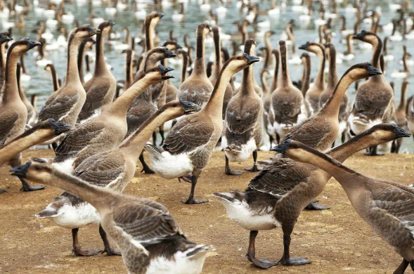 古井烧鹅制作 古井烧鹅制作