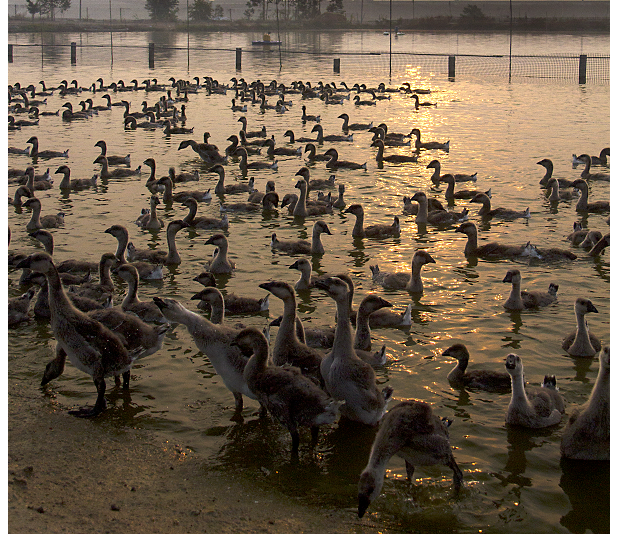 新会古井烧鹅 新会古井烧鹅